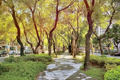 A photo of a tiled pathway surrounded by trees in a city park